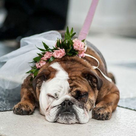 Dog Florals