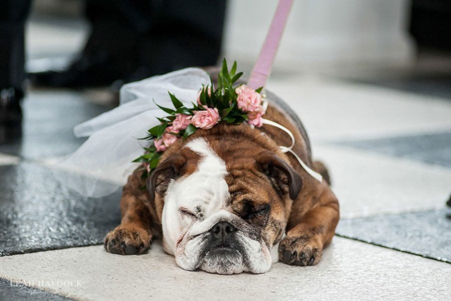 Dog Floral Collar