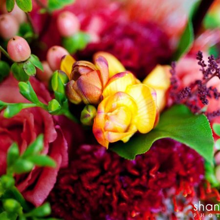 Celosia Flower