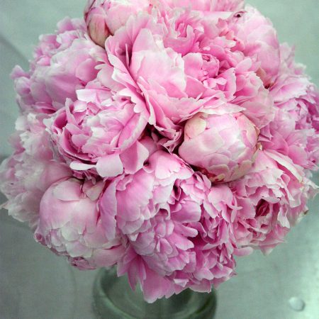 Spring Flowers - Peonies