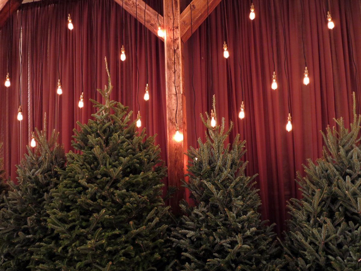 Social - Holiday Trees
