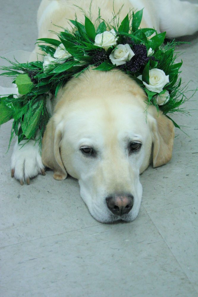 flou(-e)r_specialty_floral_events_wedding_dogs