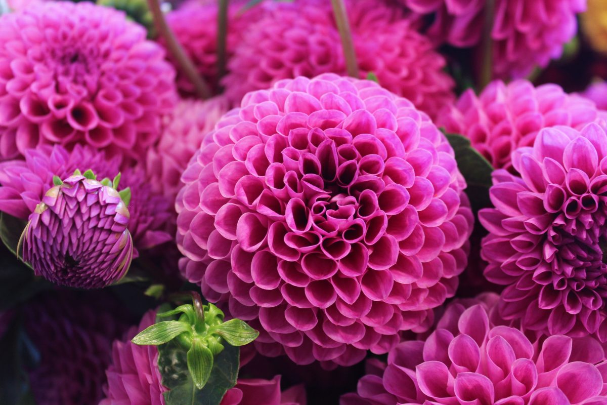 flou(-e)r-specialty-floral-events-dahlia-wedding-flowers-2