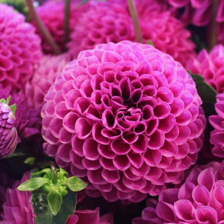 flou(-e)r-specialty-floral-events-dahlia-wedding-flowers-2