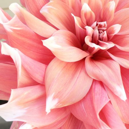 flou(-e)r-specialty-floral-events-dahlia-wedding-flowers-4